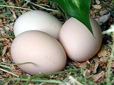 Peahen eggs