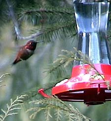 Hummingbird - Ketchikan