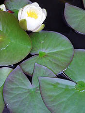 Water Lilies In Bloom