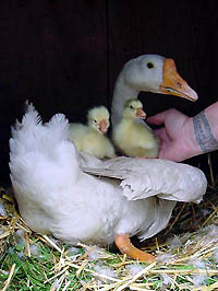 Mother Goose & Babies